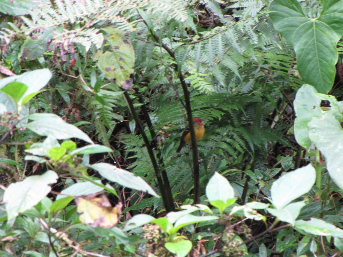 Johnson's Tody-Flycatcher - ML644360765