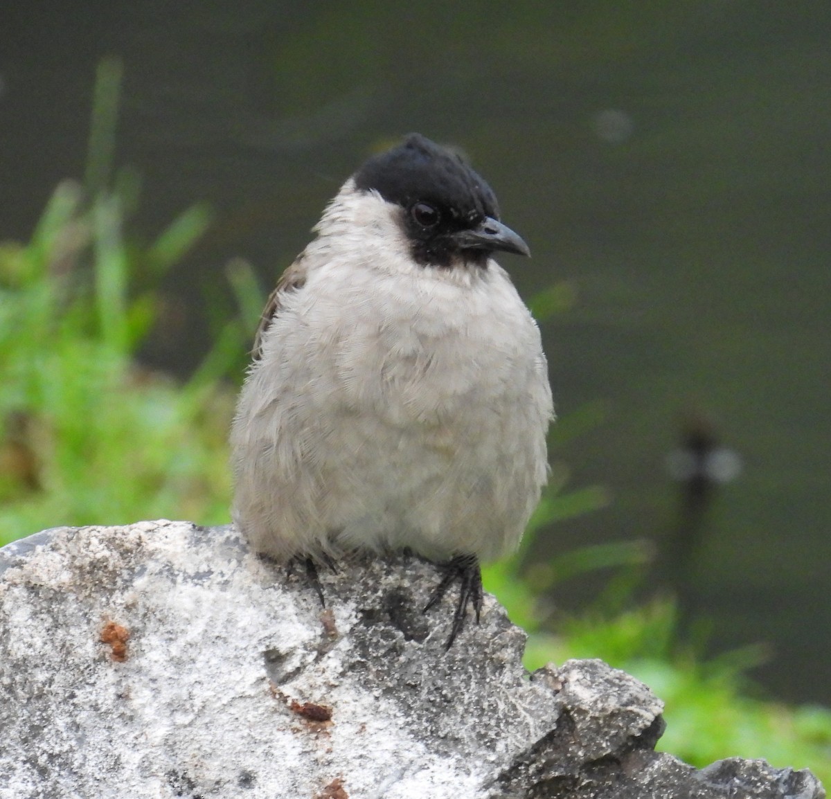 Sooty-headed Bulbul - ML644360766