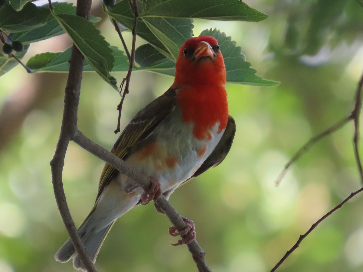Red-headed Weaver - ML644360767