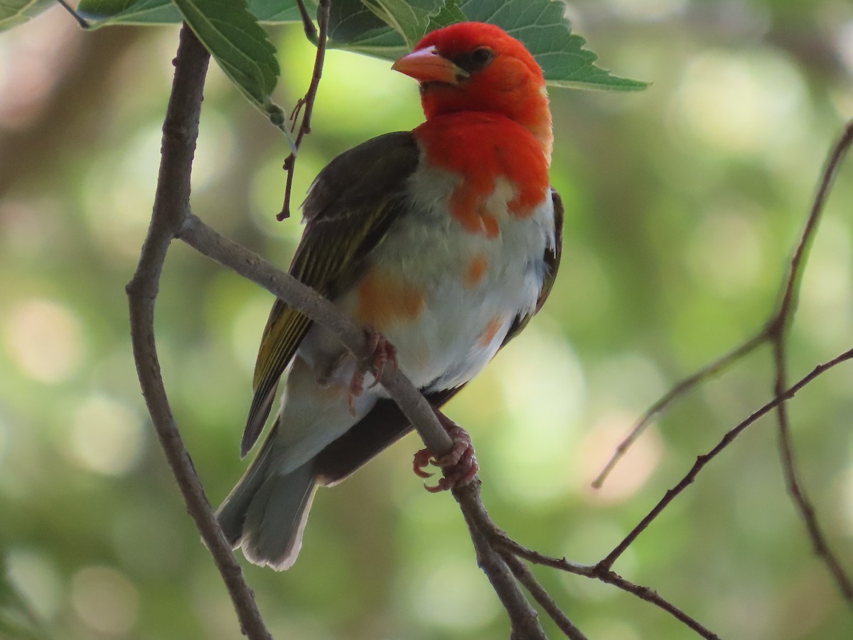 Red-headed Weaver - ML644360768