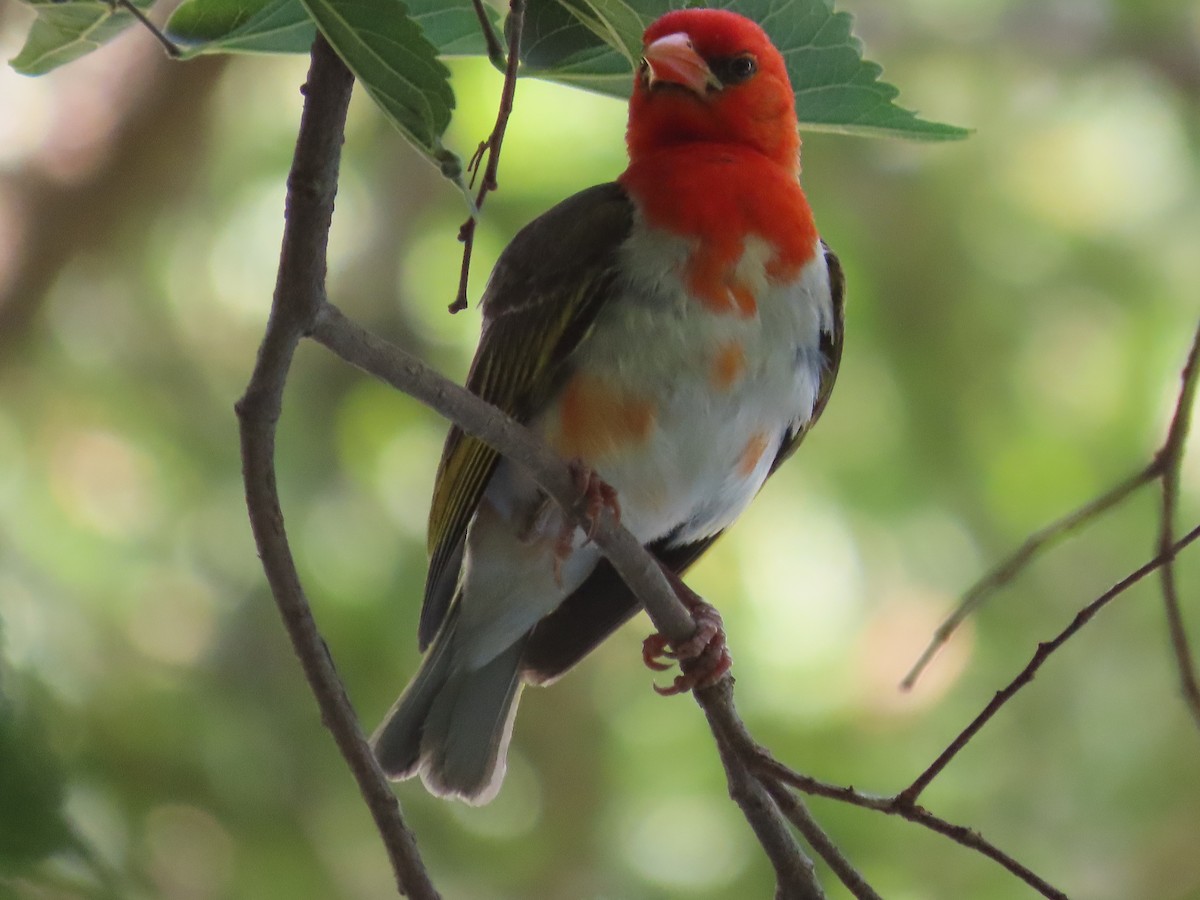 Red-headed Weaver - ML644360769