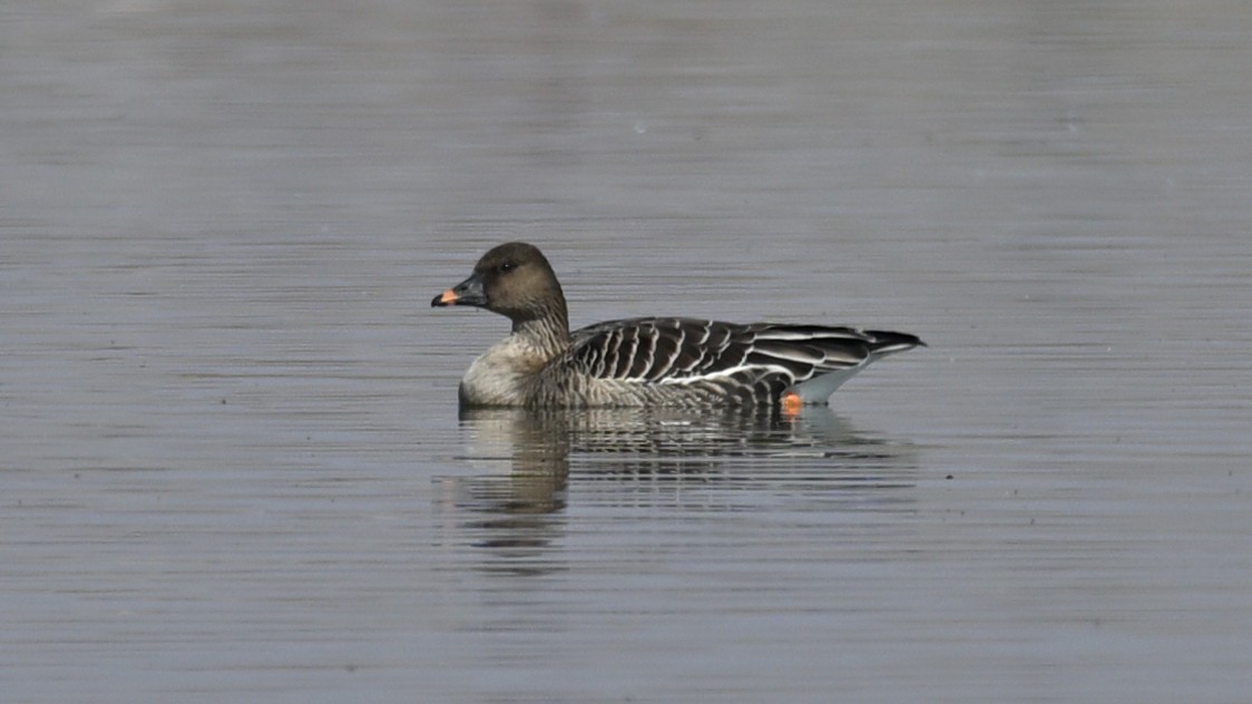 Tundra Bean-Goose - ML644360770