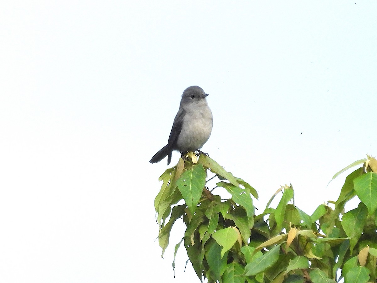 White-eyed Slaty-Flycatcher - ML644360773
