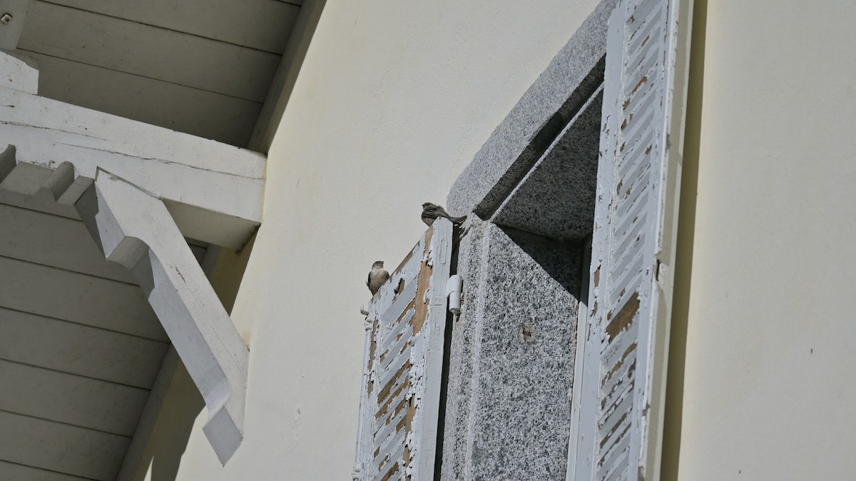 Харагчин хараацай - ML644360774