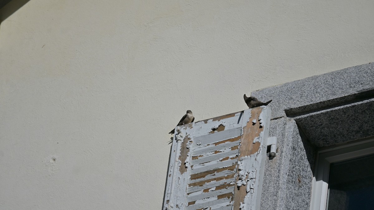 Харагчин хараацай - ML644360775