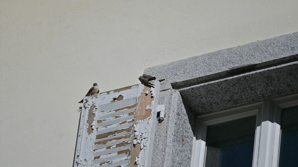 Харагчин хараацай - ML644360776