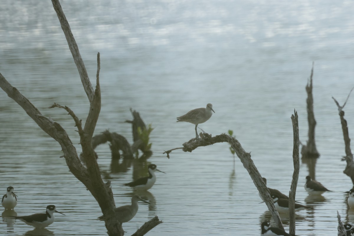 Kuliska erdipalmatua - ML644360778