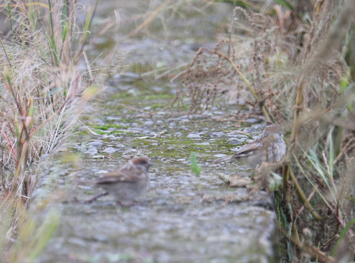 Passera mattugia - ML644360782