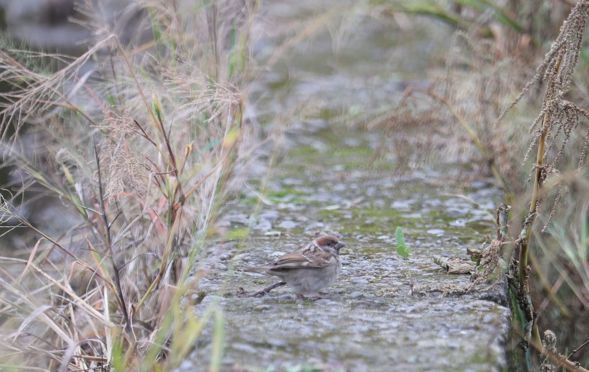 Passera mattugia - ML644360783