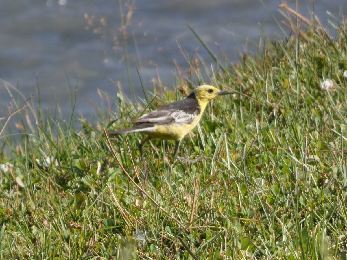 Citrine Wagtail - ML644360786