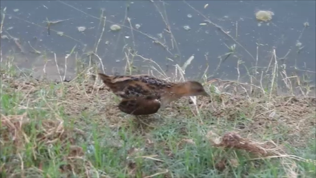 Schiribilla grigiata - ML644360791