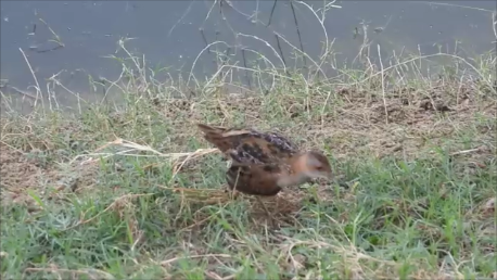 Schiribilla grigiata - ML644360792