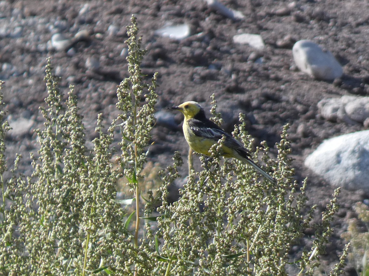 Citrine Wagtail - ML644360794