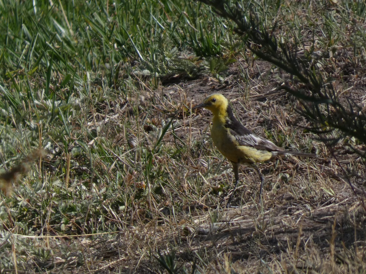 Citrine Wagtail - ML644360797