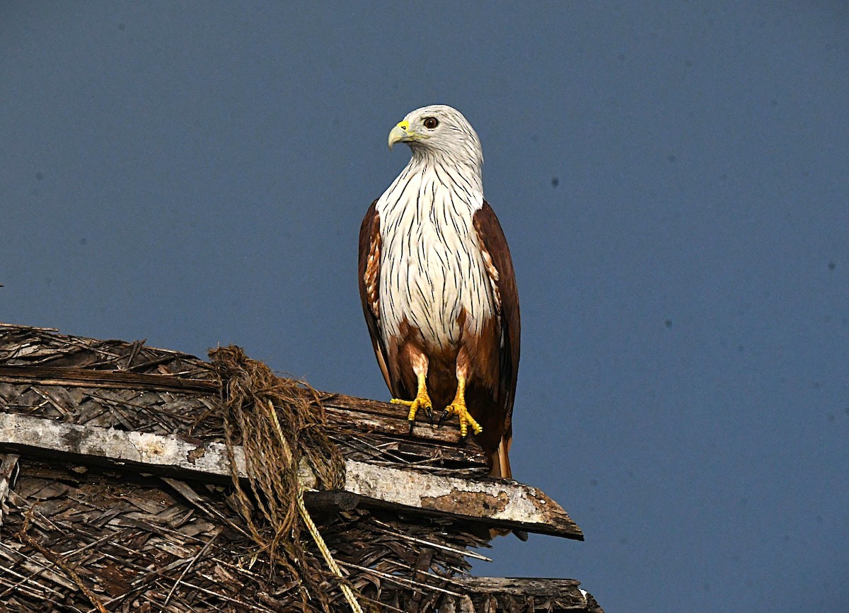 Brahminy Kite - ML644360800