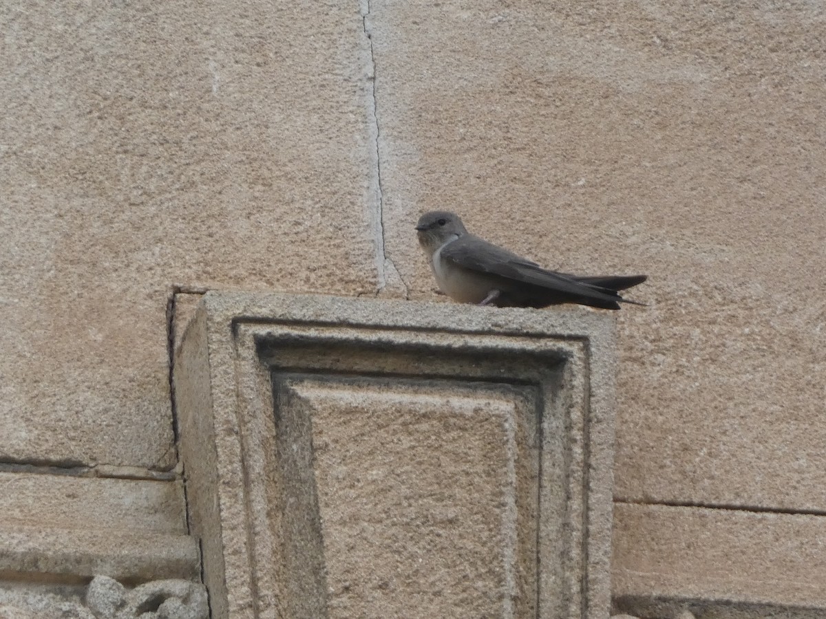 Харагчин хараацай - ML644360812