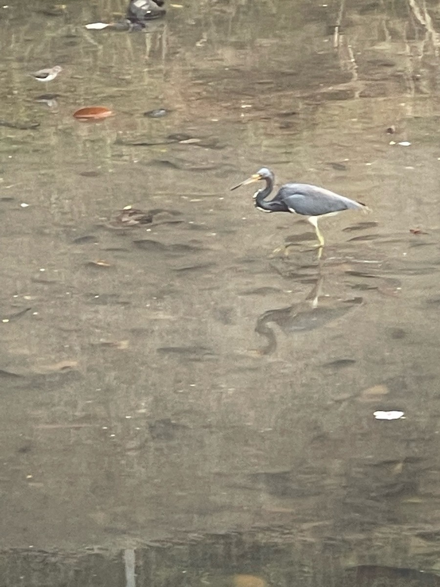 volavka tříbarvá - ML644360815