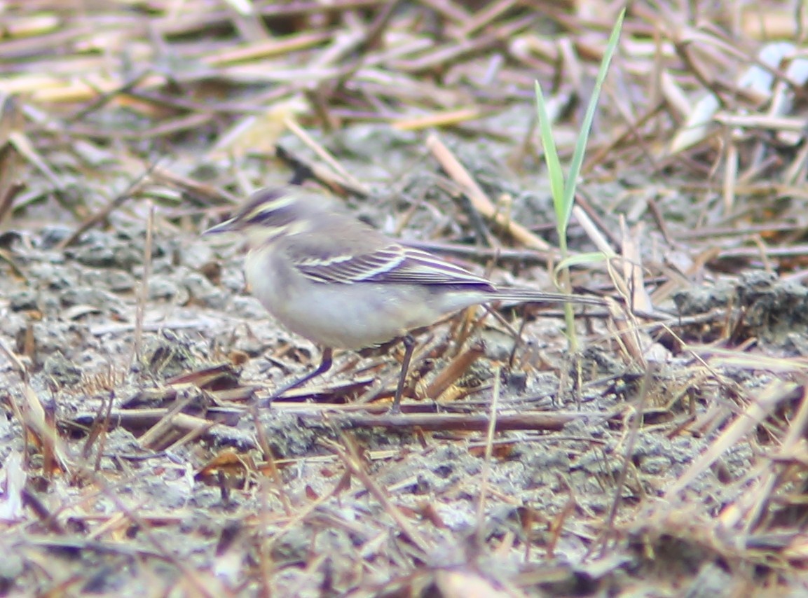 Eastern Yellow Wagtail - ML644360816