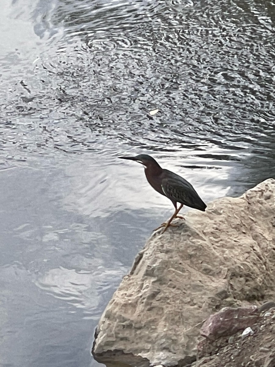 volavka zelenavá - ML644360818