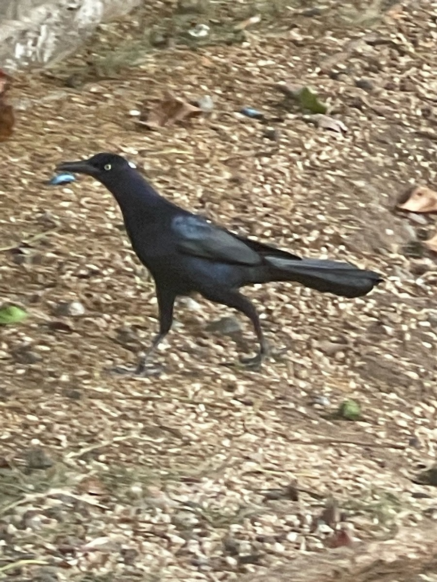 vlhovec velkoocasý - ML644360830