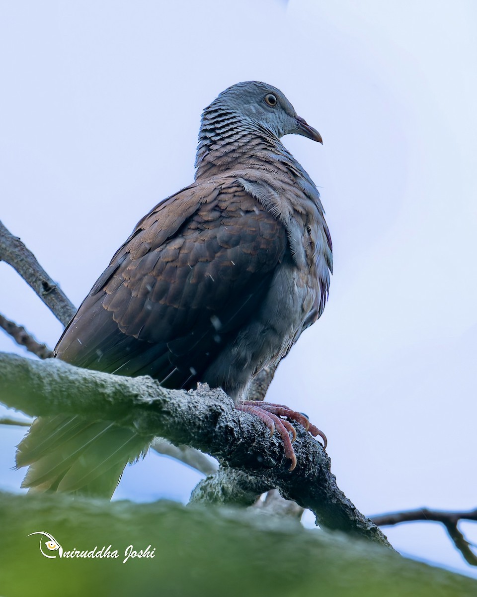 Paloma de Los Nilgiri - ML644360835