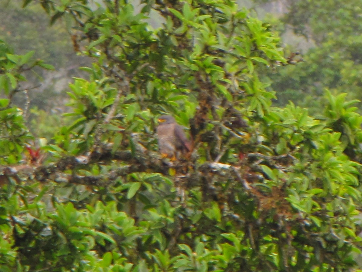 Yol Şahini - ML644360836