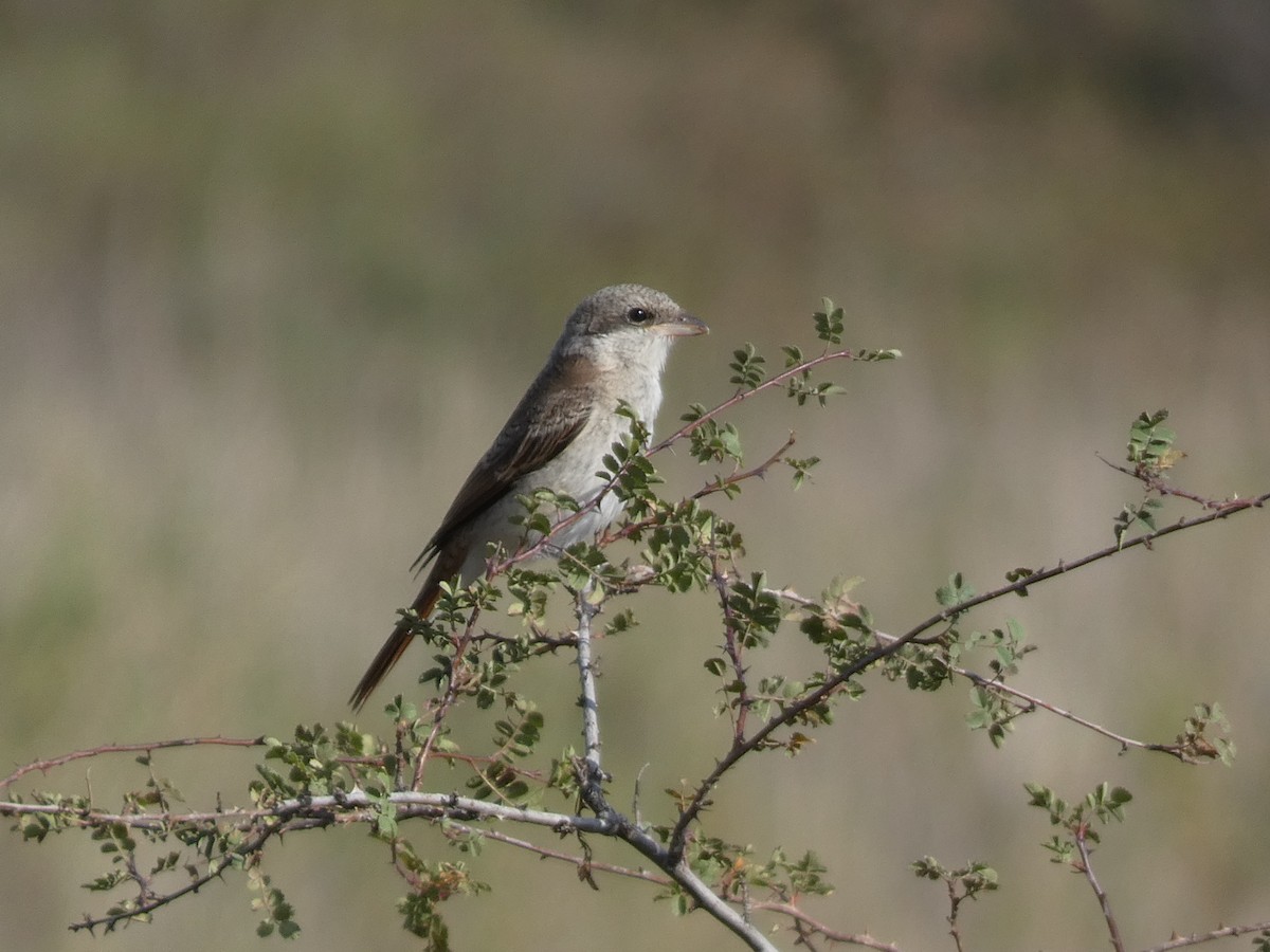 חנקן טורקסטני - ML644360857