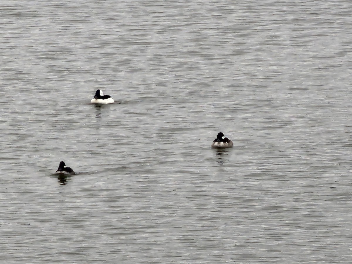 Bufflehead - ML644360862