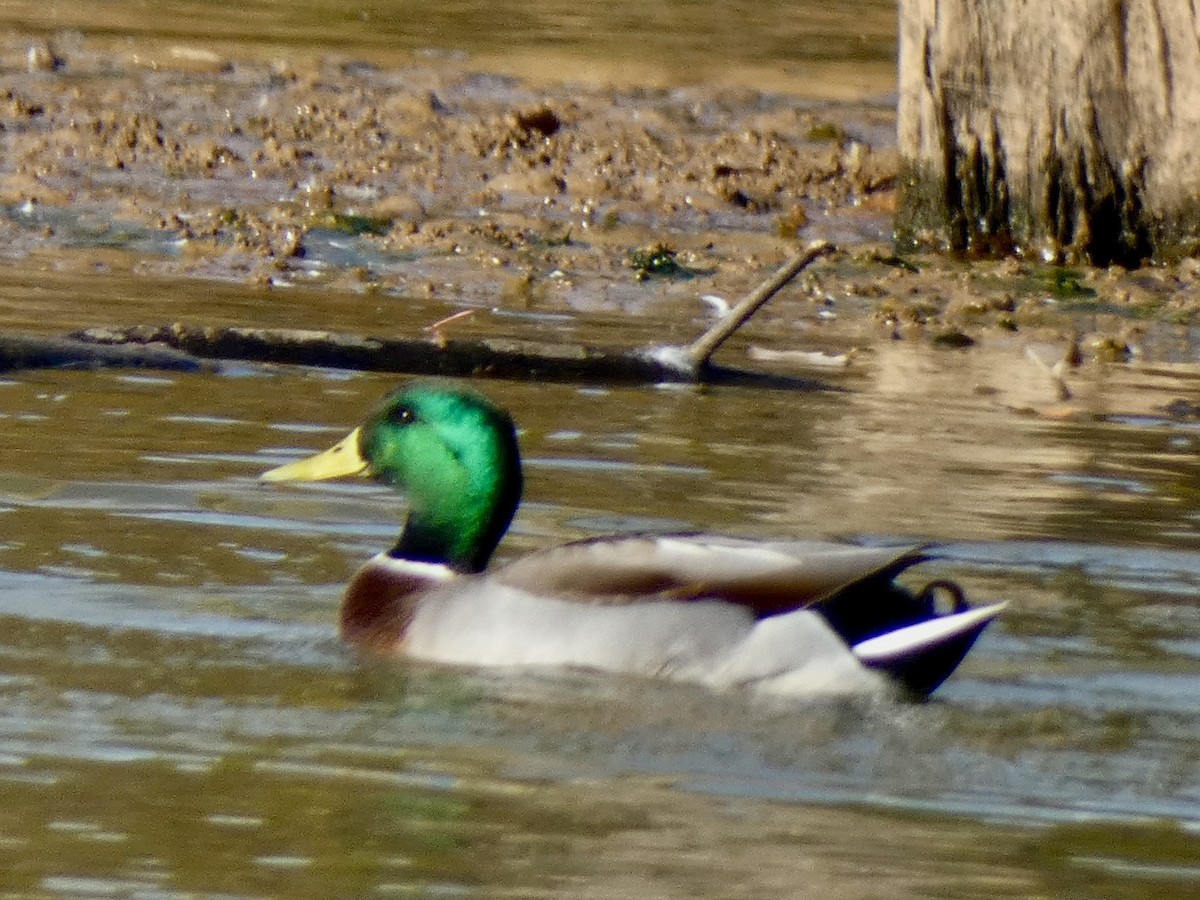 Mallard - ML644360864