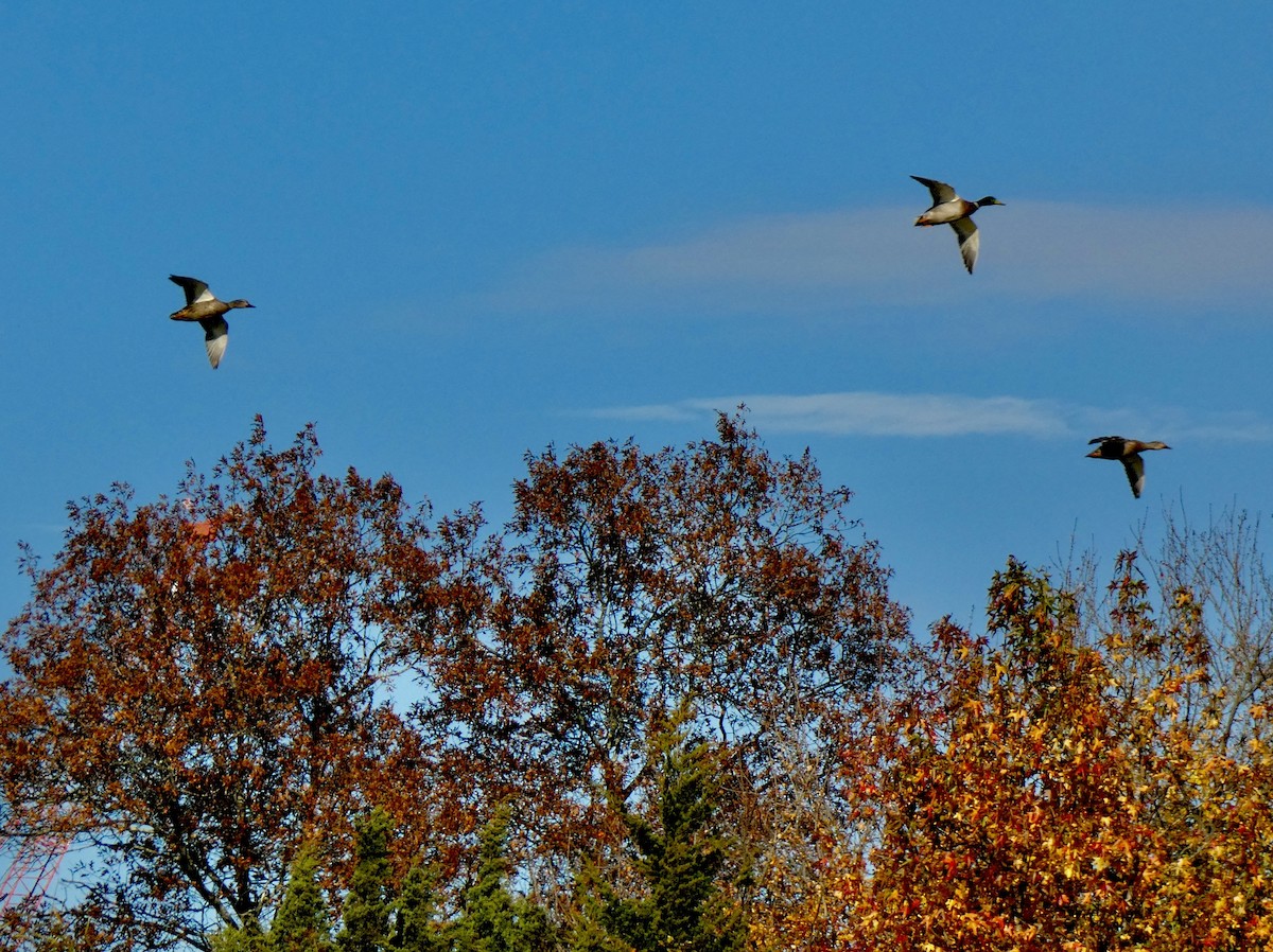 Mallard - ML644360865