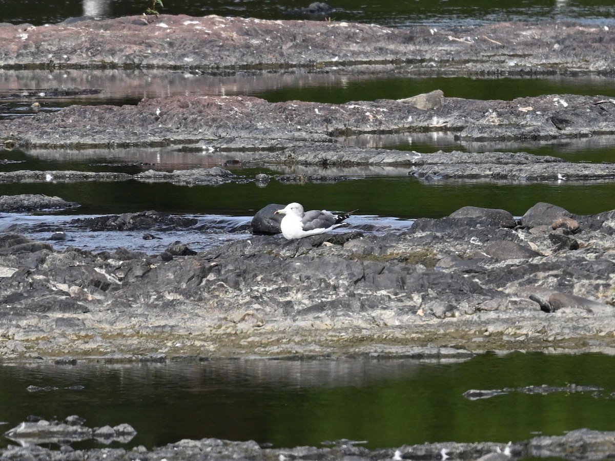 japanmåke - ML644360866