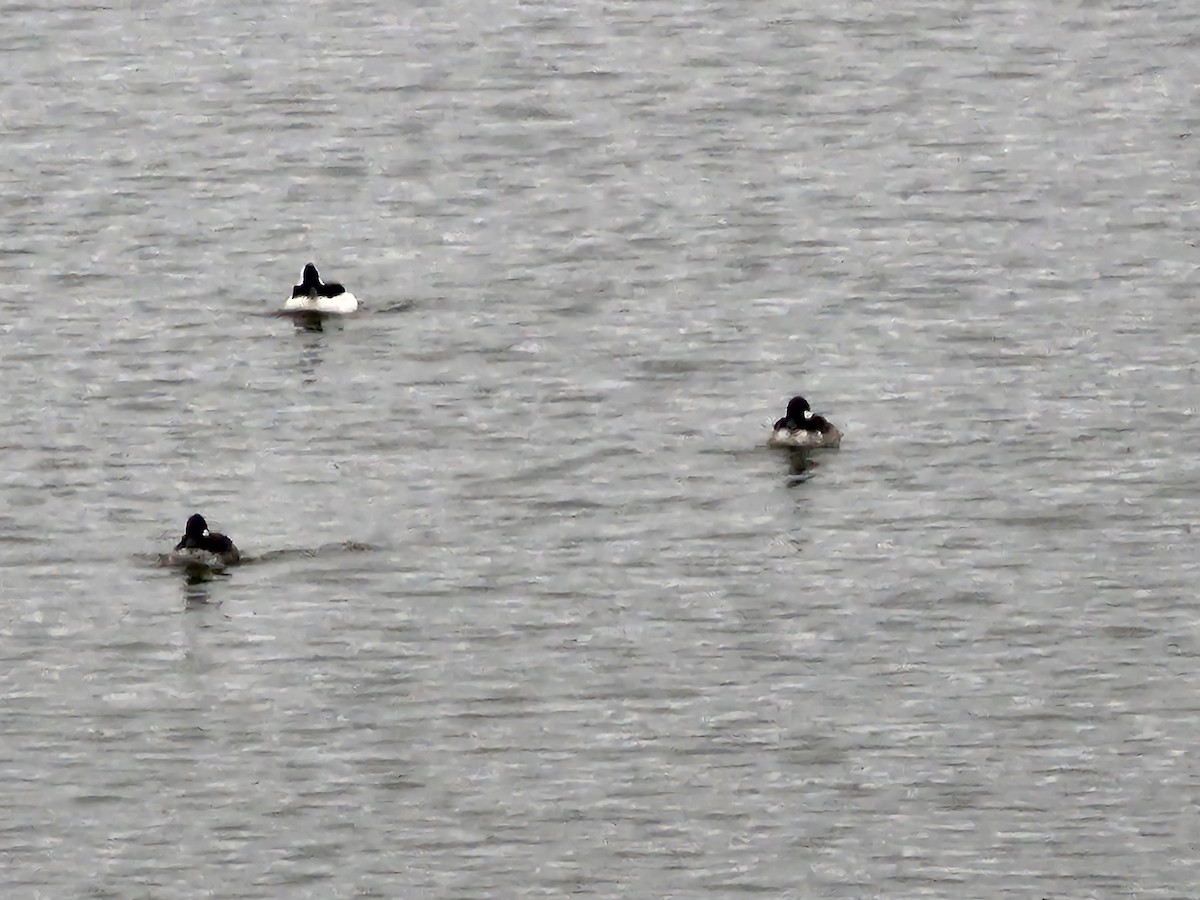Bufflehead - ML644360871