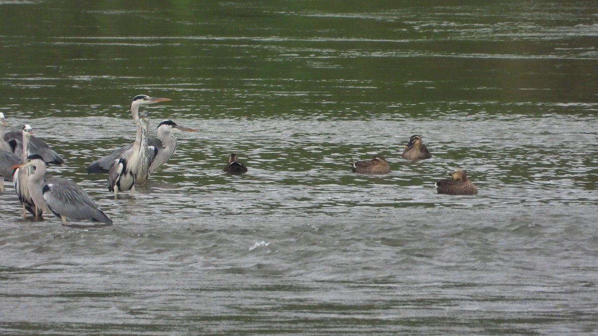 花嘴鴨 - ML644360872