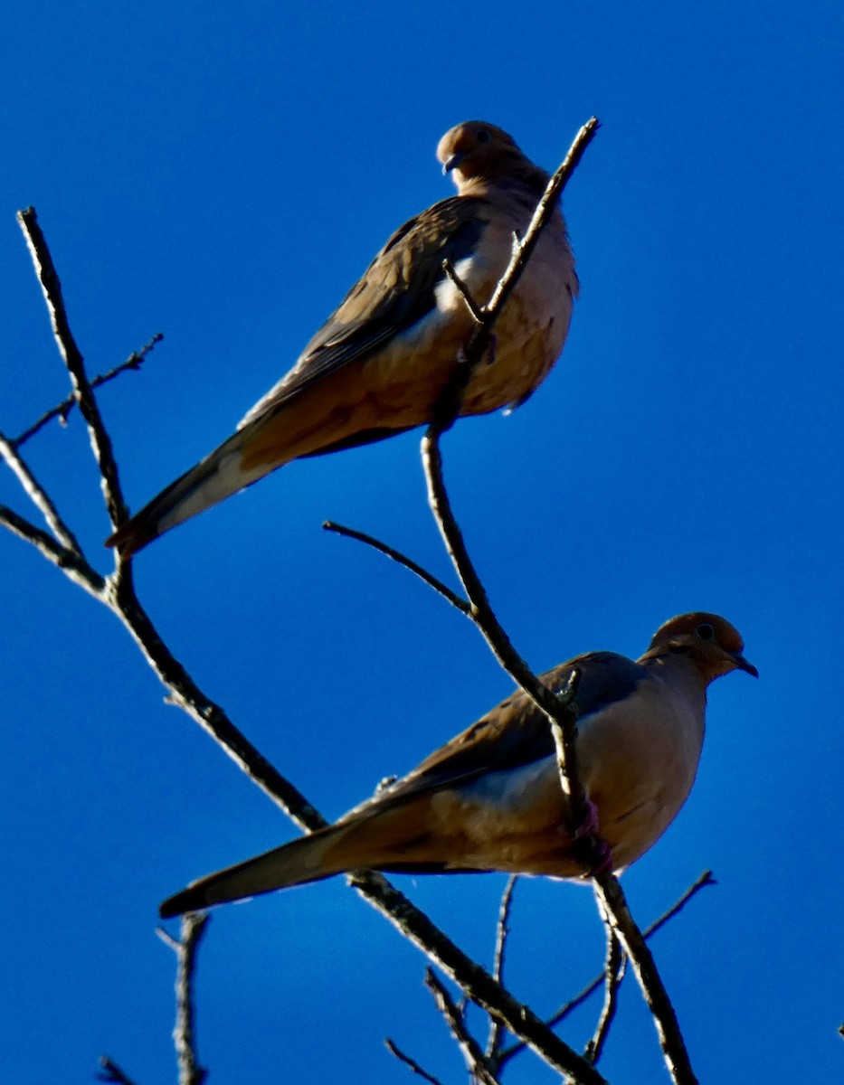 Mourning Dove - ML644360873