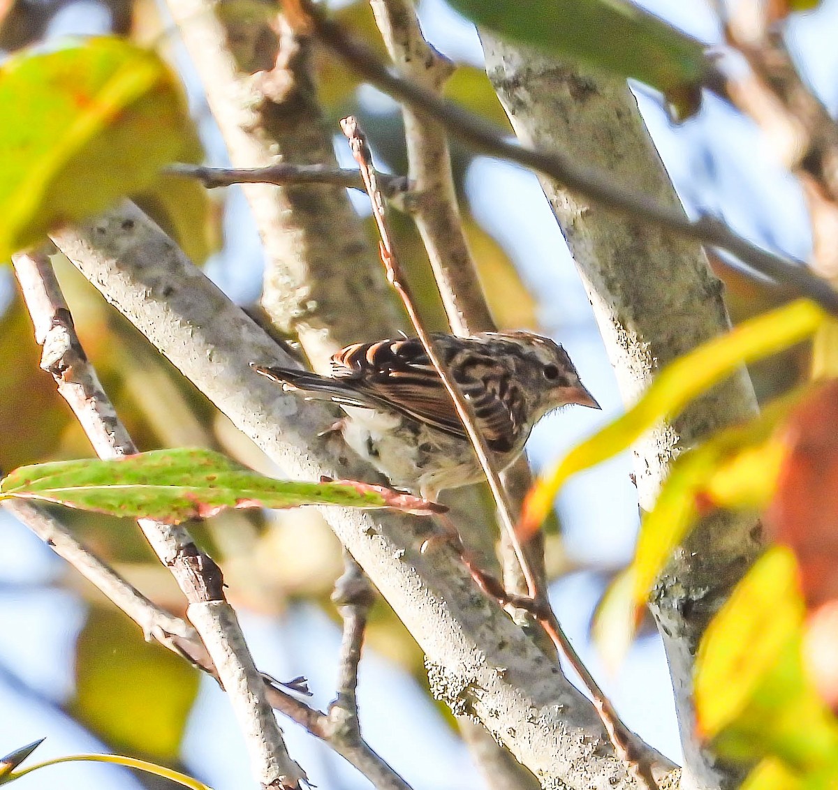 Chipping Sparrow - ML644360875
