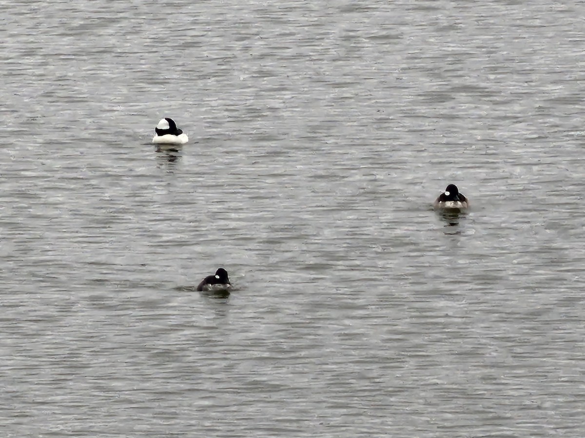 Bufflehead - ML644360877