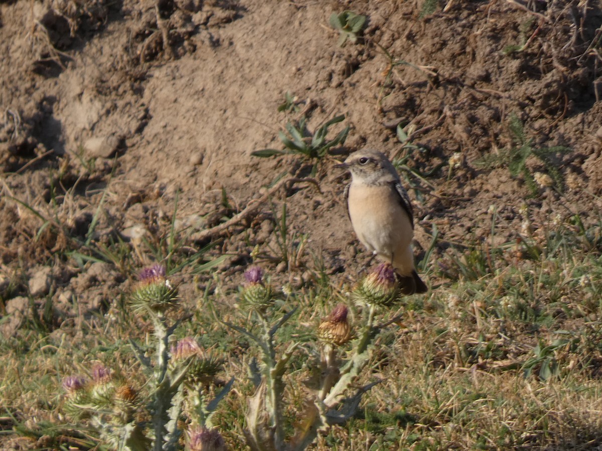 Siberian Stonechat - Eneko Azkue