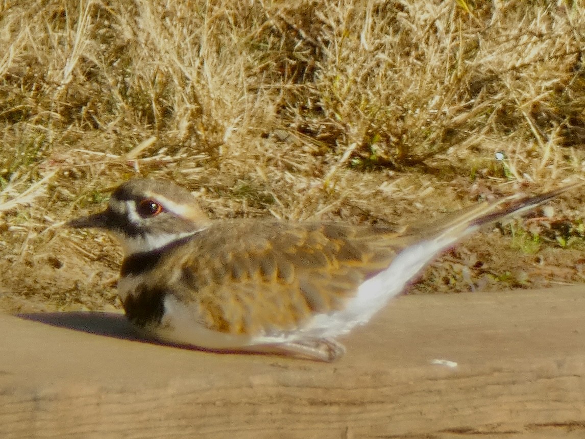 Killdeer - ML644360901