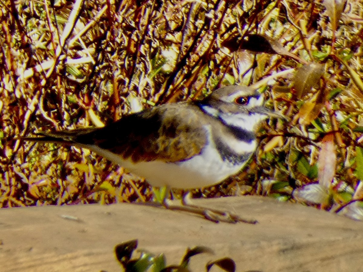 Killdeer - ML644360902