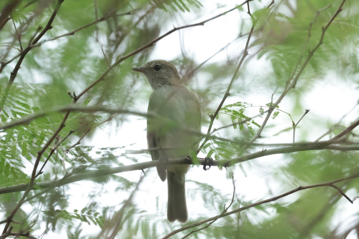 Élénie siffleuse - ML644360906