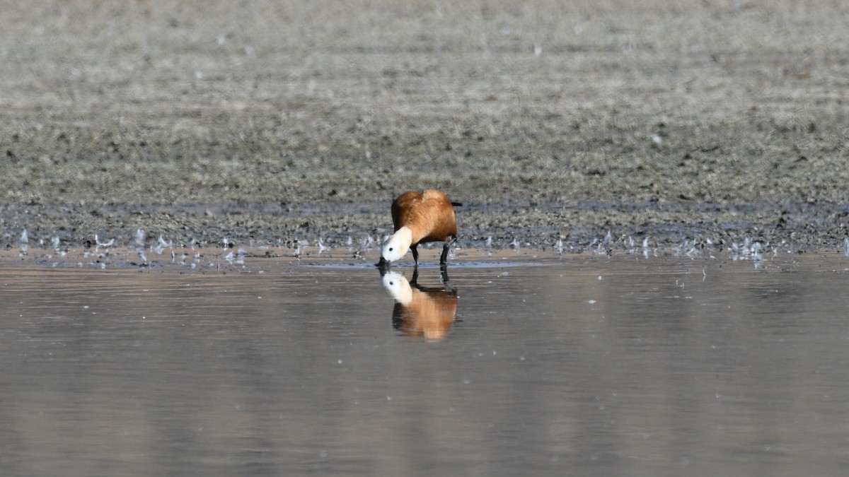 Ruddy Shelduck - ML644360907