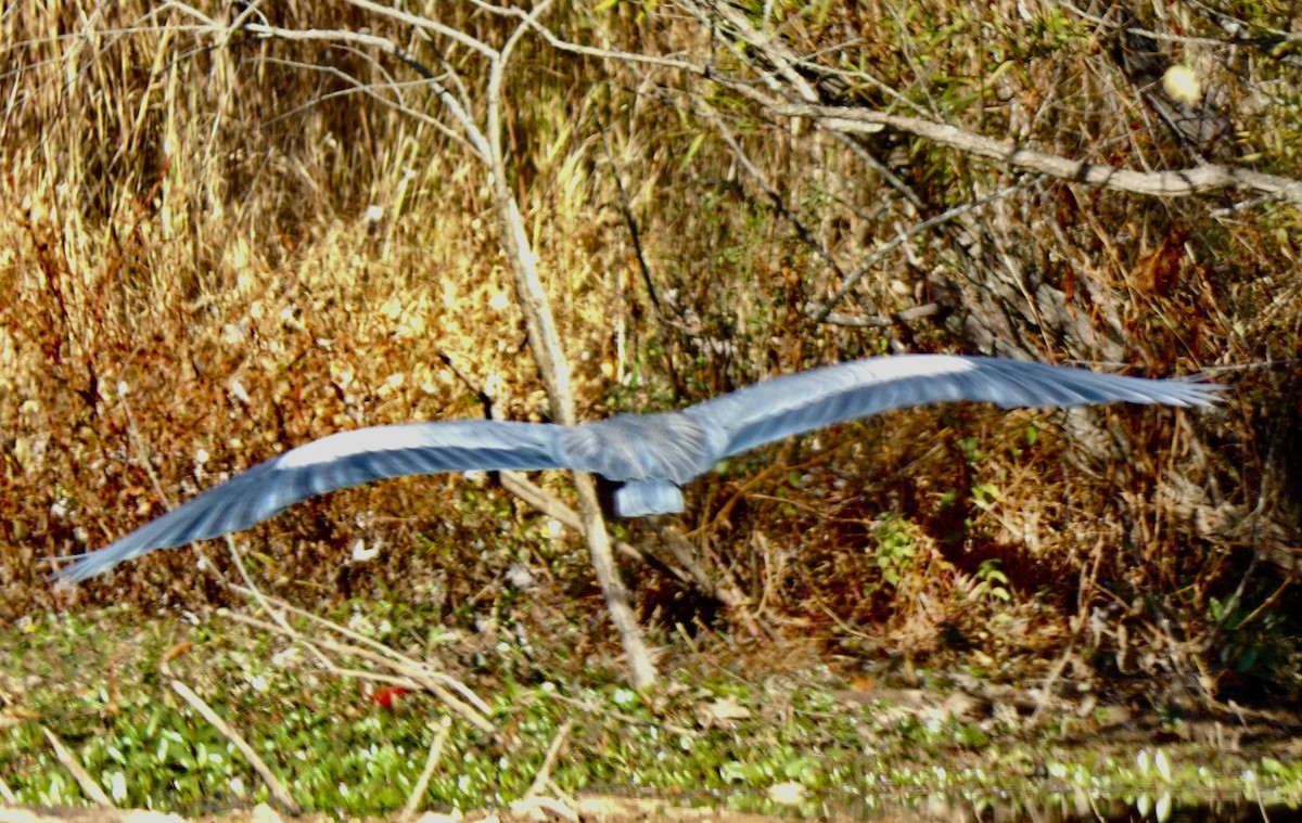 Great Blue Heron - ML644360908