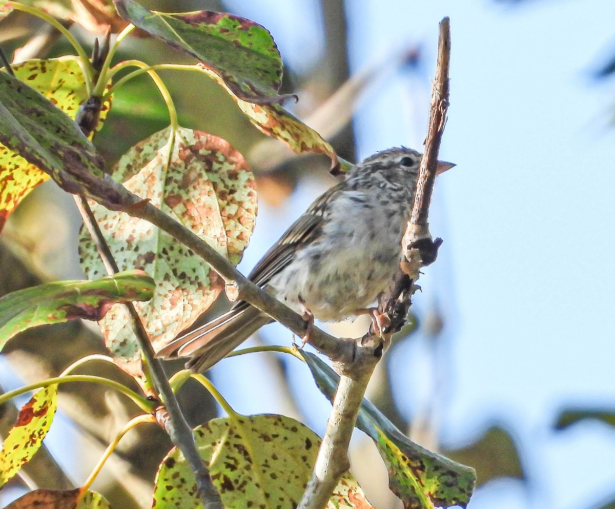 Chipping Sparrow - ML644360910