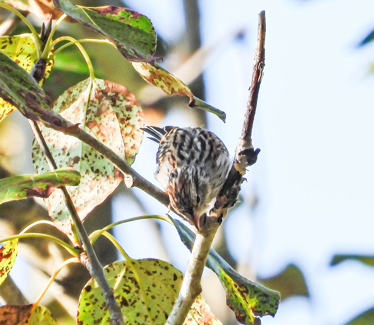 Chipping Sparrow - ML644360911