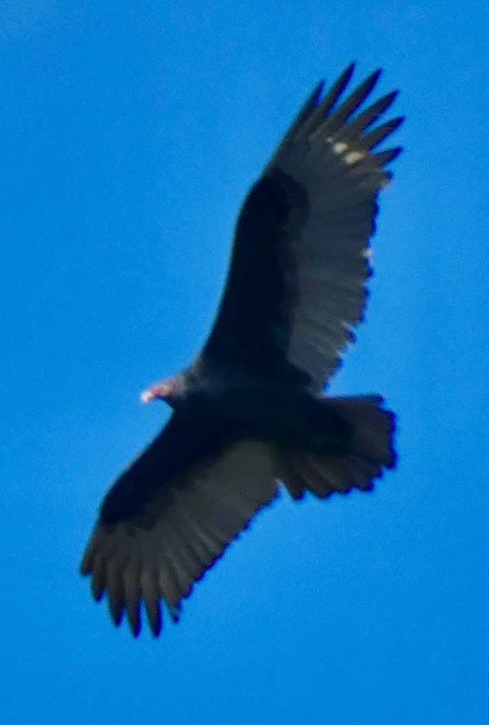 Turkey Vulture - ML644360917