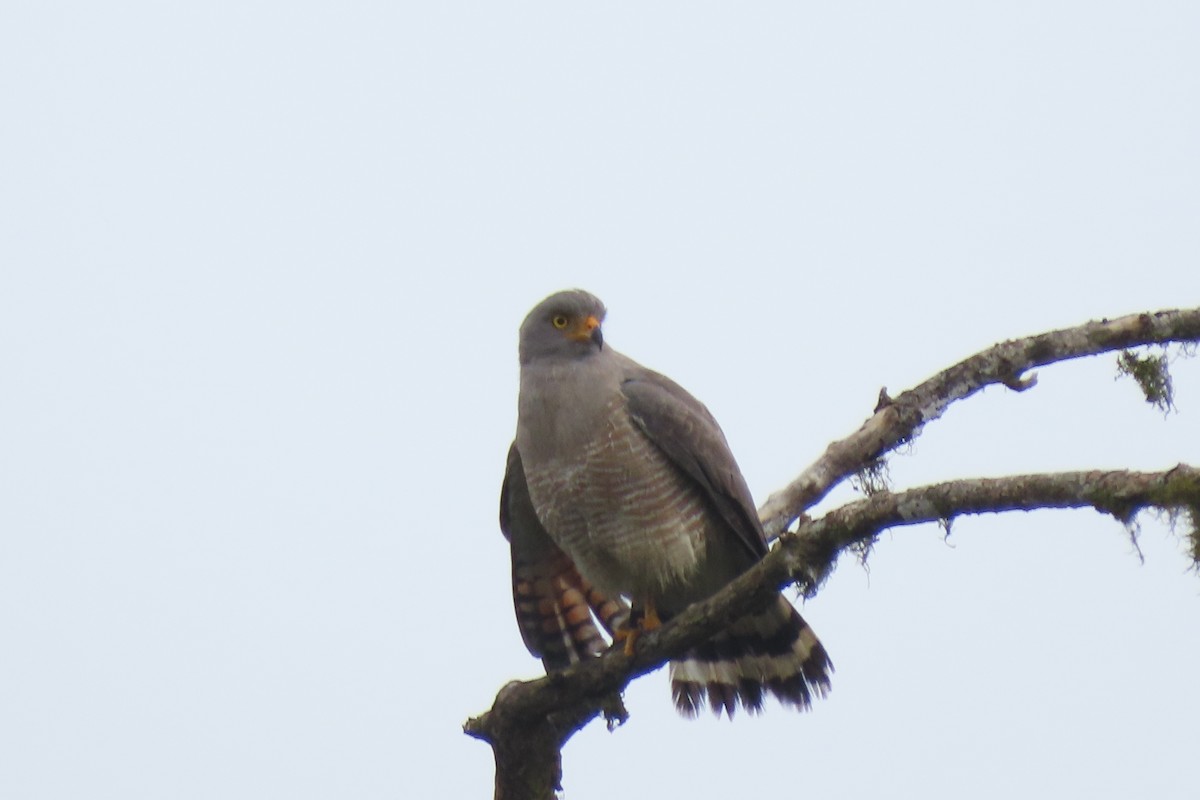 Yol Şahini - ML644360922