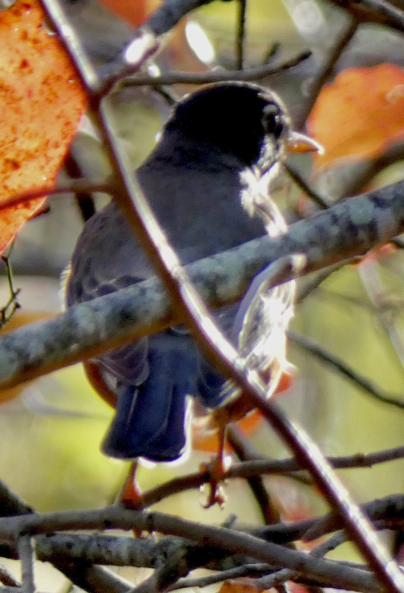 American Robin - ML644360929