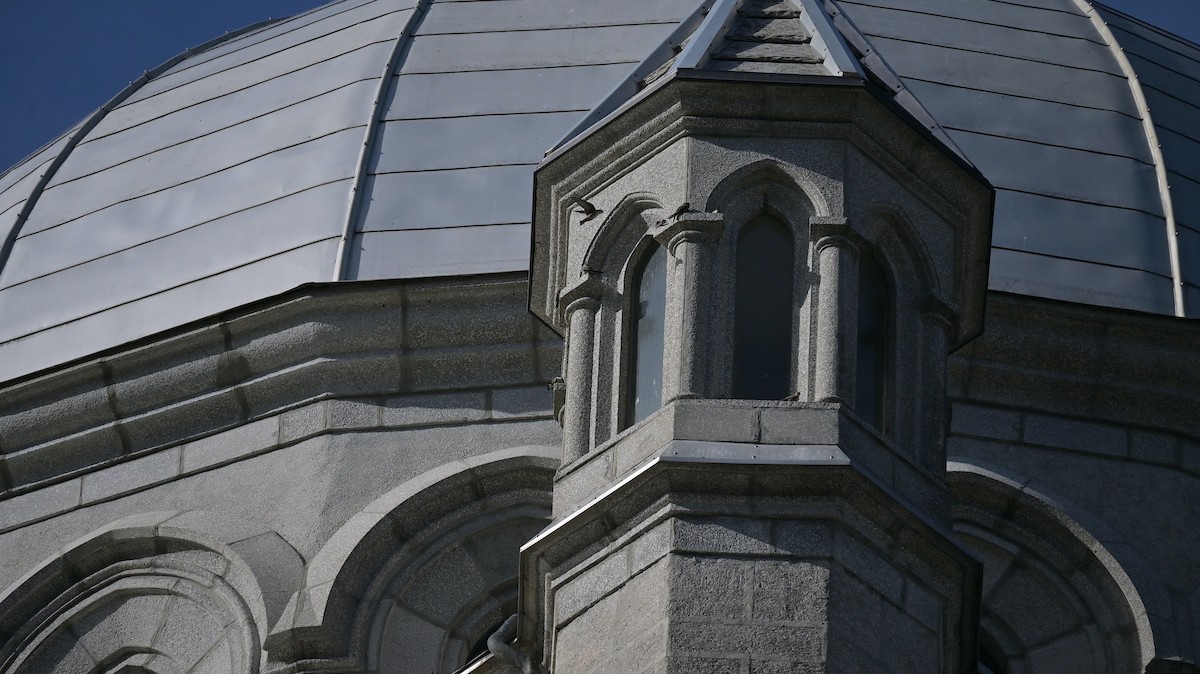 Харагчин хараацай - ML644360931