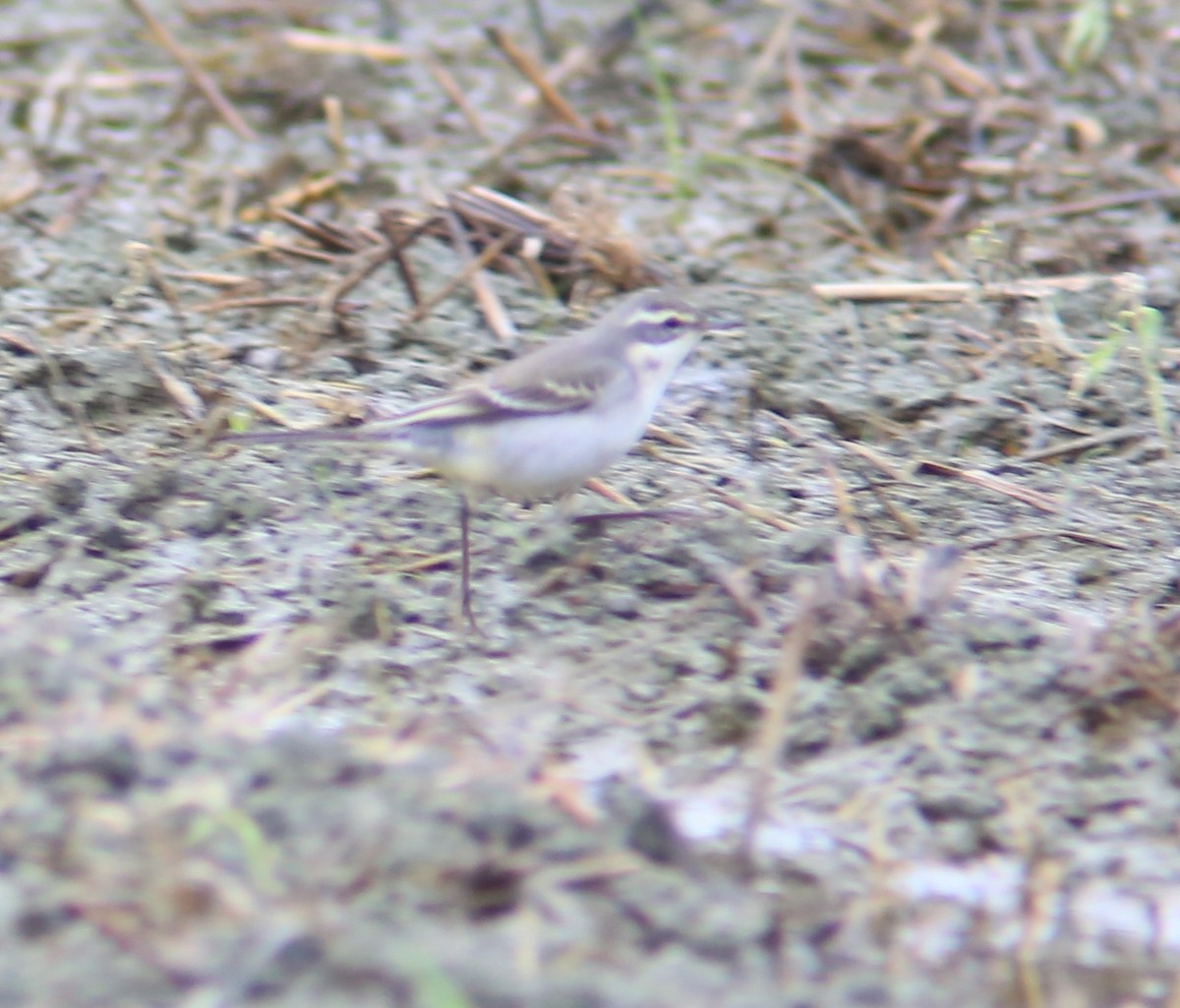 Eastern Yellow Wagtail - ML644360933