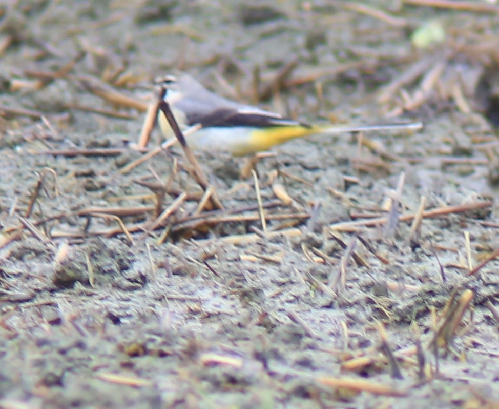 Ballerina gialla - ML644360934